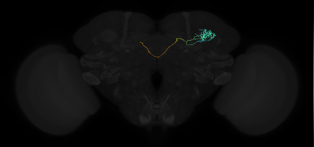 ADL08i_a_pct(aSP11b)_R