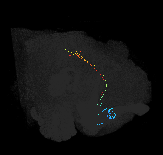 ADL08h_pct(aSP11a)_R