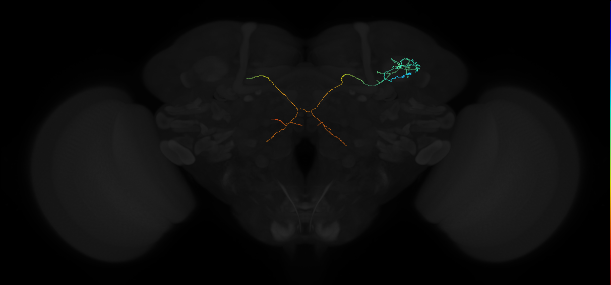 ADL08h_pct(aSP11a)_R
