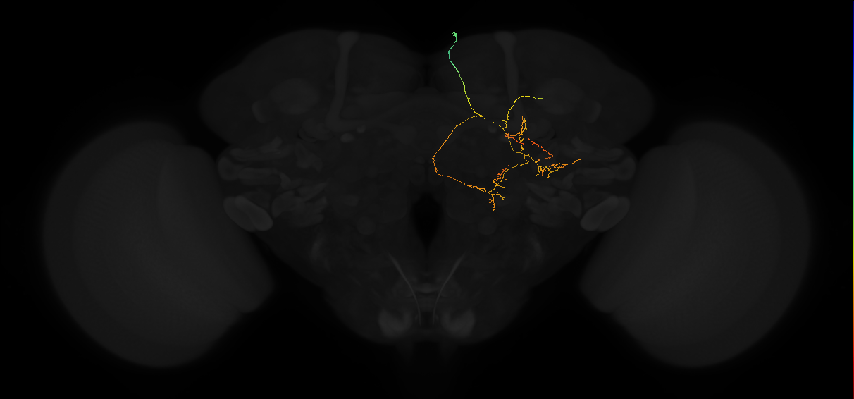 ADM01f_pct(aSP1a)_R