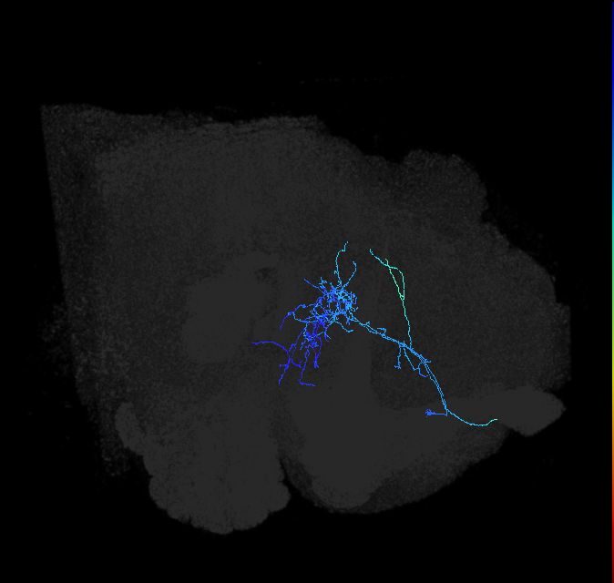ADL14m_c_pct_R