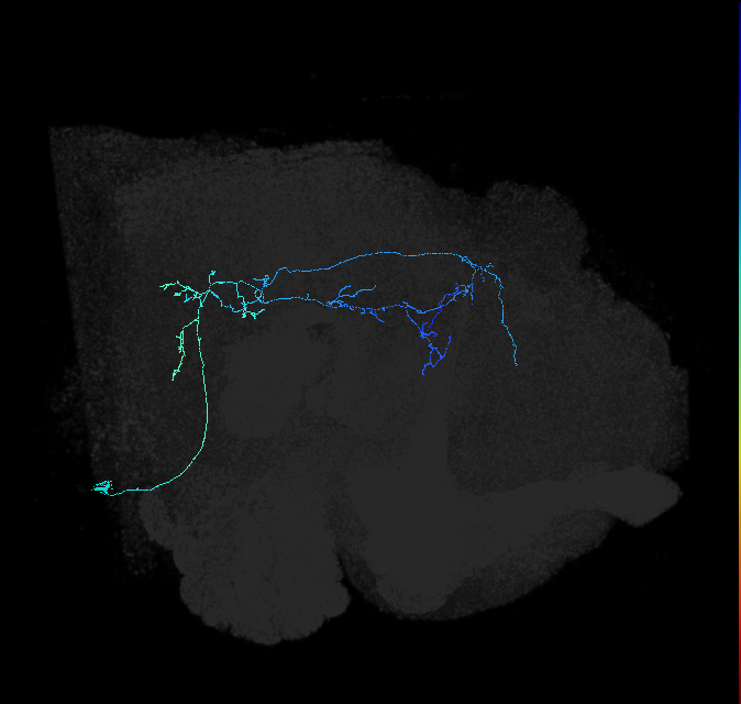 AVL01lb_pct_R