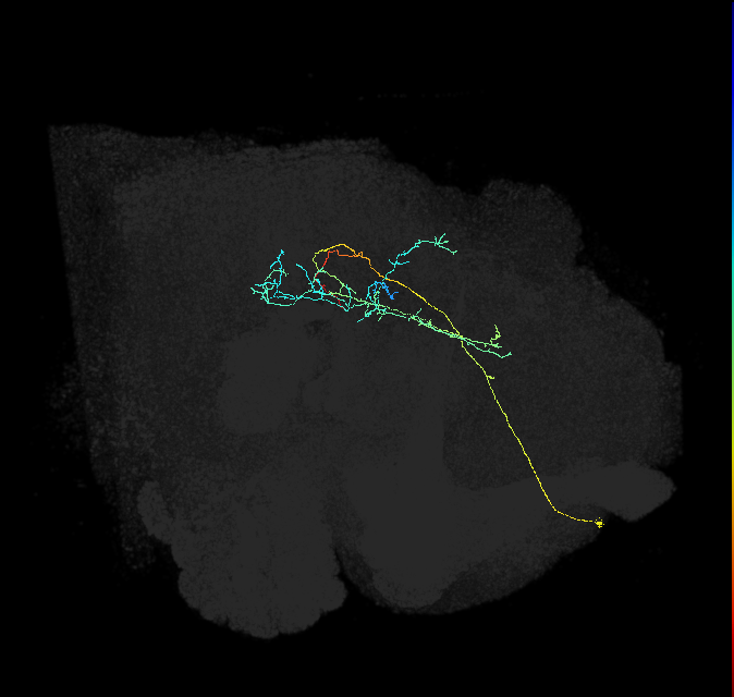 ADM01j_a_pct(aSP1a)_R