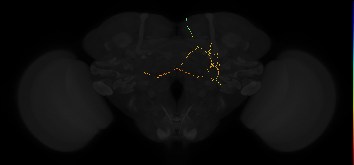 ADM01j_b_pct(aSP1a)_R