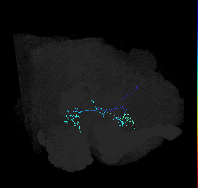 ADL01h_pct(aSP8b)_R