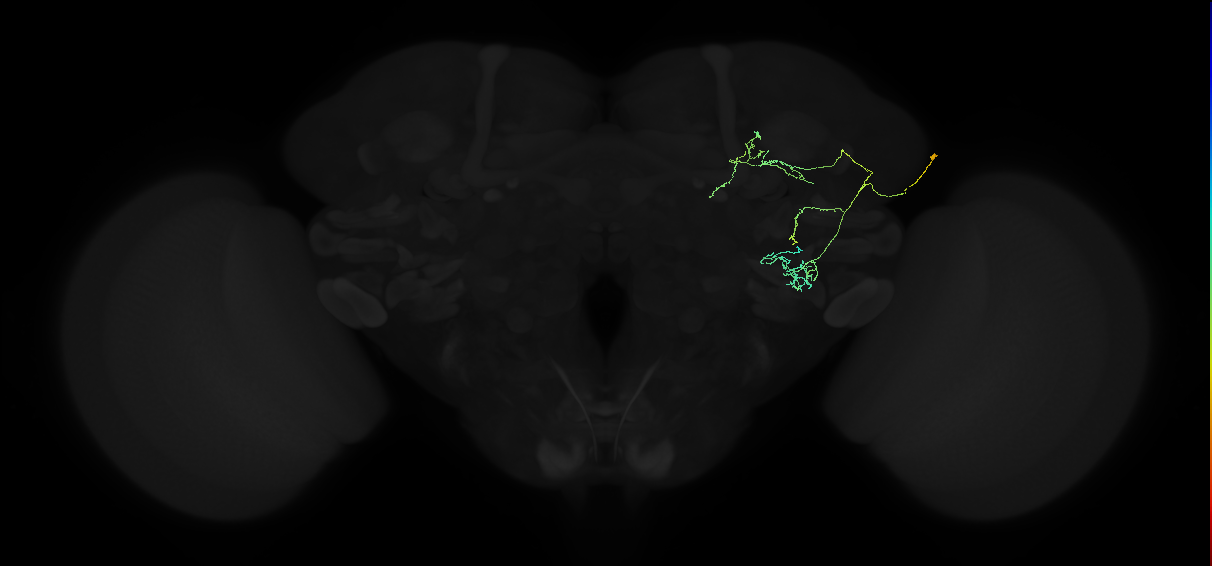 ADL01h_pct(aSP8b)_R