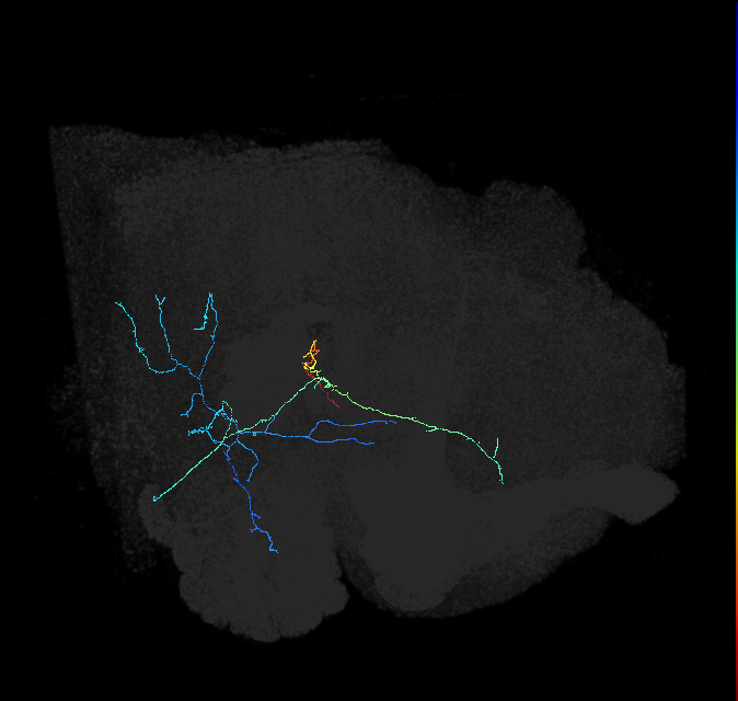 AVL01lc_pct_R