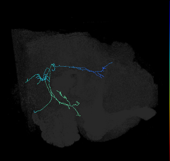 AVL01z_a_pct_R