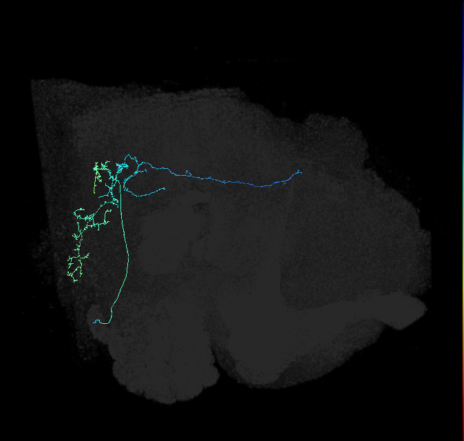 AVL01s_pct_R