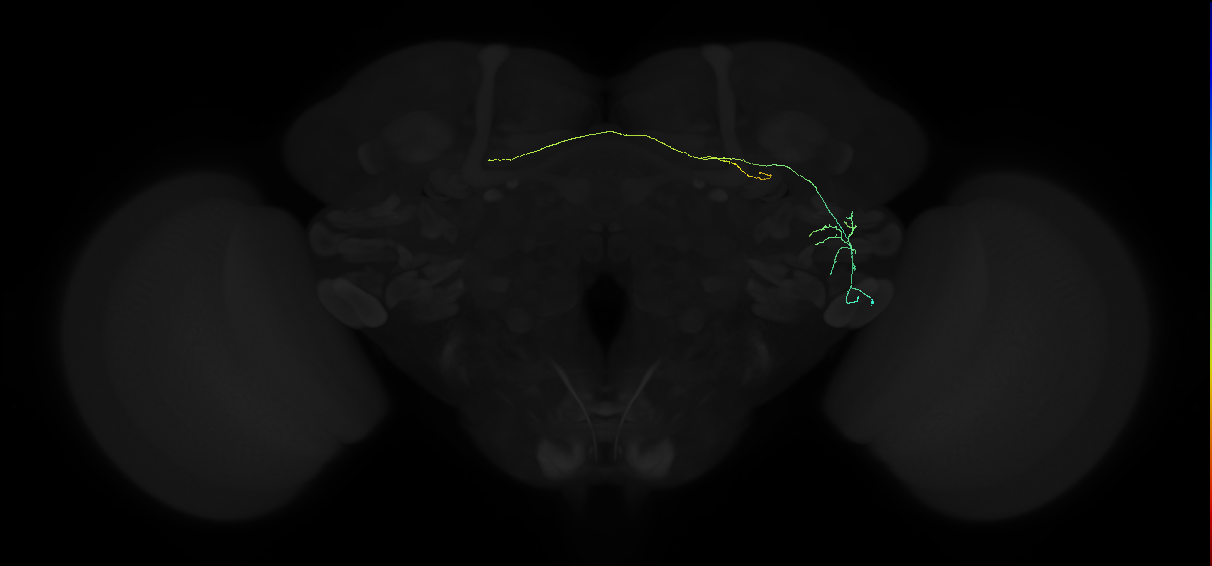 AVL02lr_pct_R