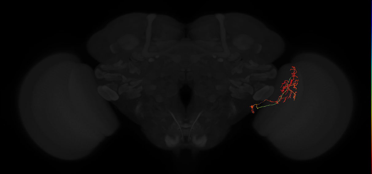 (PVF4)_R