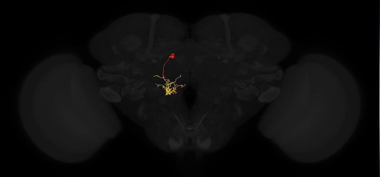 (PDM19)_L