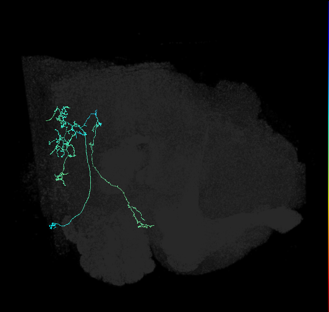 AVL01of_pct_R