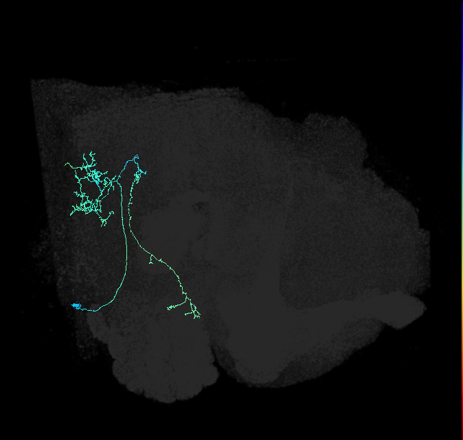 AVL01of_pct_R