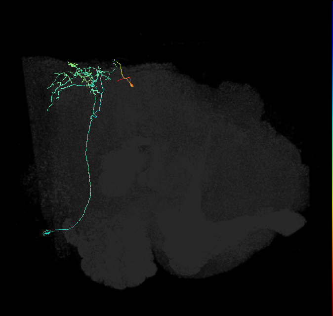 AVL01lg_pct_R