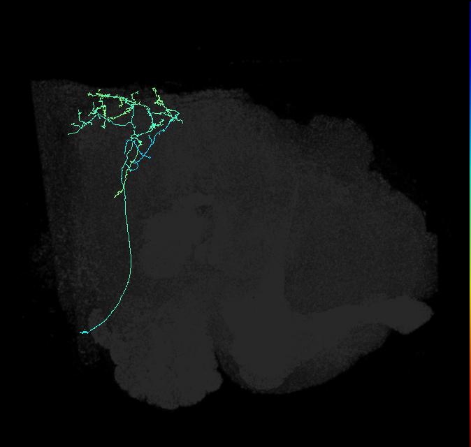 AVL01lg_pct_R