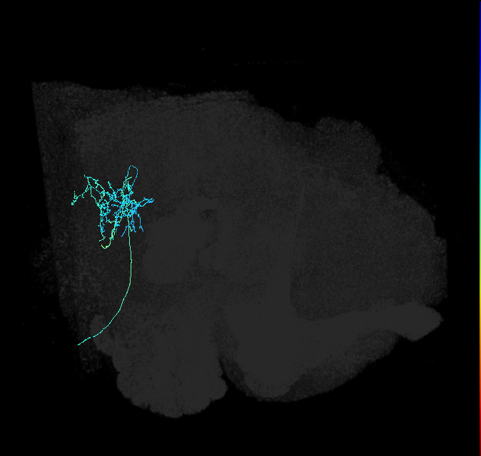 AVL01lh_pct_R