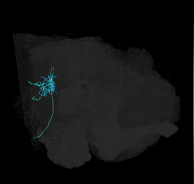 AVL01lh_pct_R
