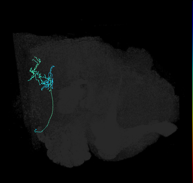 AVL01lh_pct_R