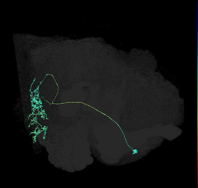 ADM06s_pct(aSP18c)_R