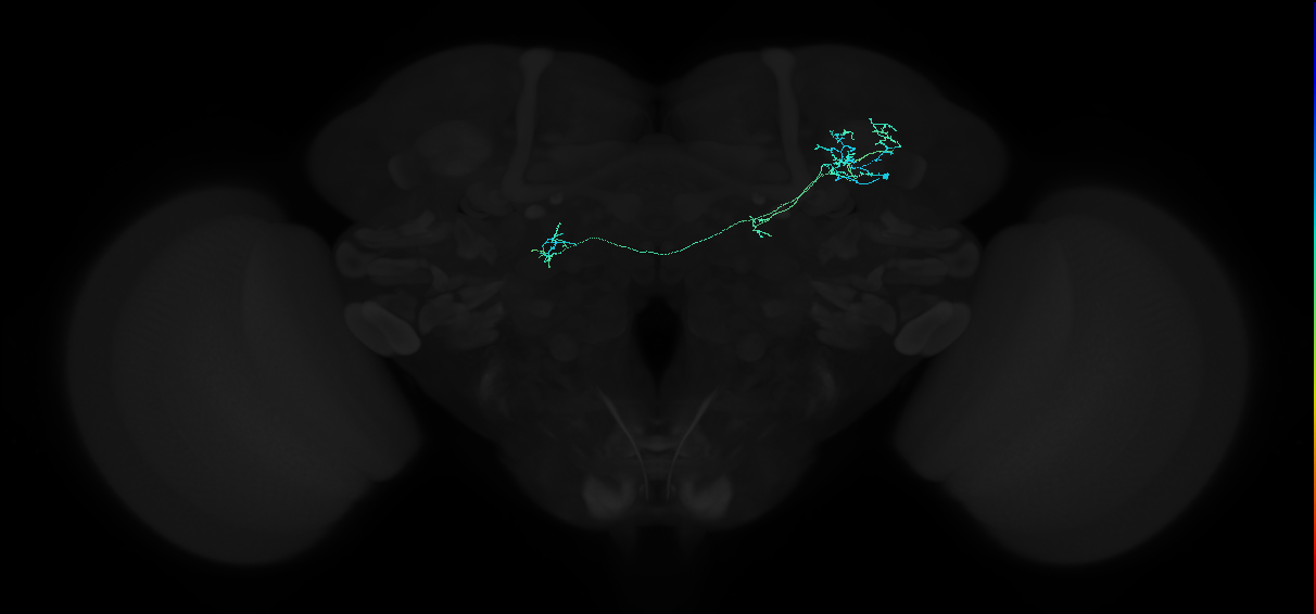 adult anterior optic tubercle neuron 001