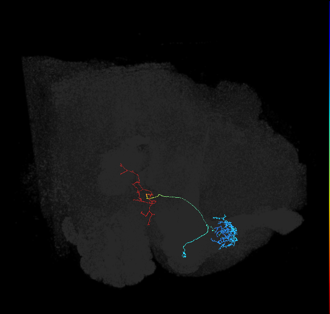 AOTU002_a_R (FlyEM-HB:860905704)