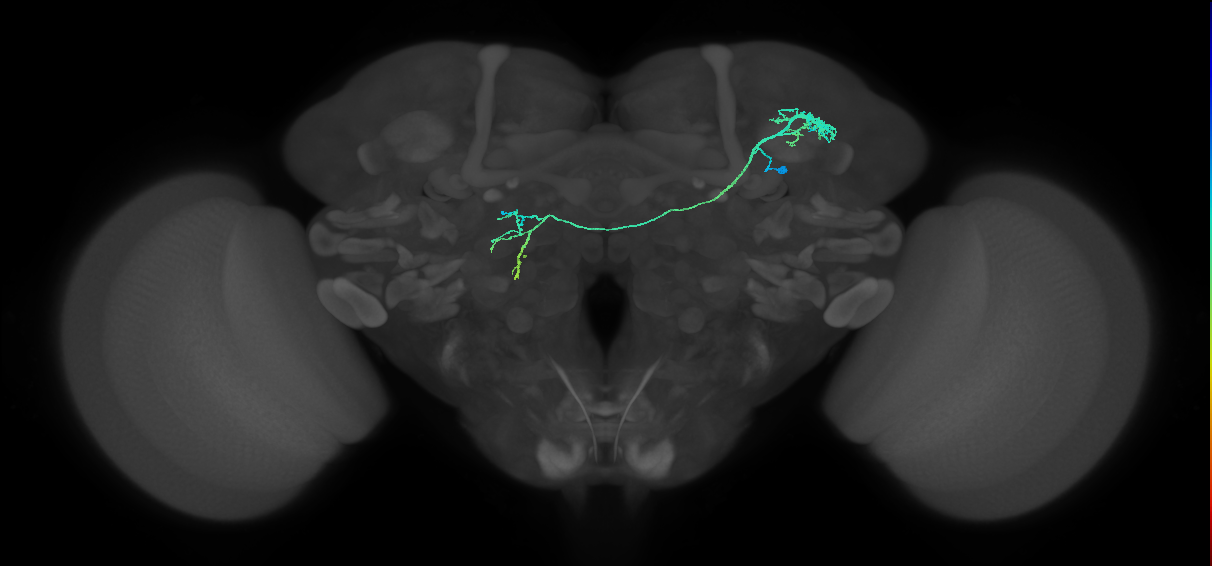 AOTU002_a_R (FlyEM-HB:860905704)