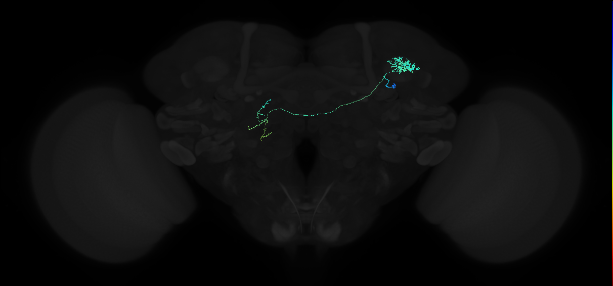 adult anterior optic tubercle neuron 002