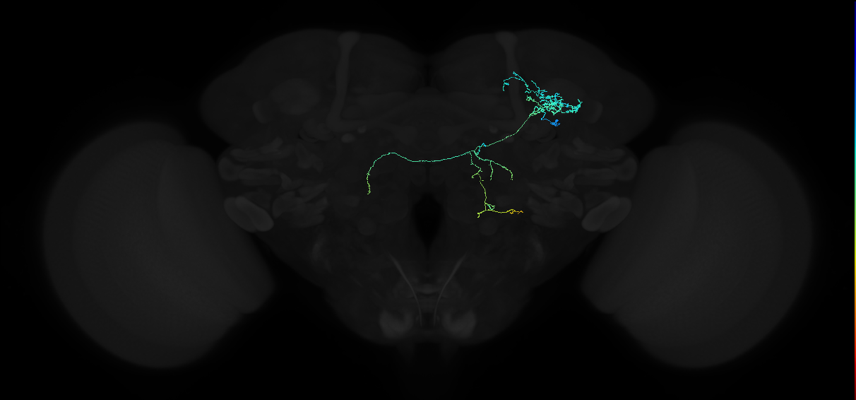 adult anterior optic tubercle neuron 003