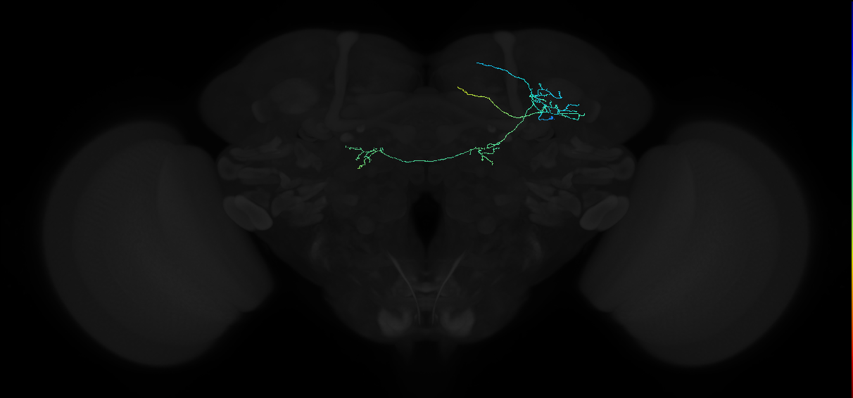 adult anterior optic tubercle neuron 004