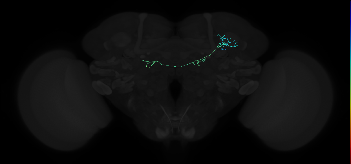 adult anterior optic tubercle neuron 004