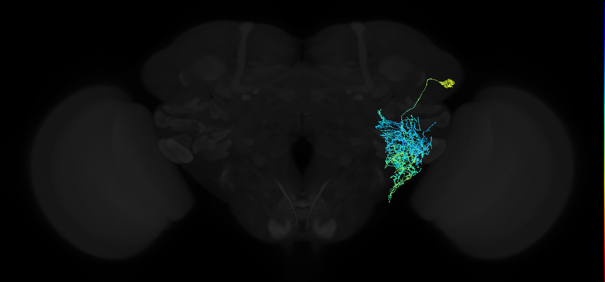adult anterior ventrolateral protocerebrum neuron 085