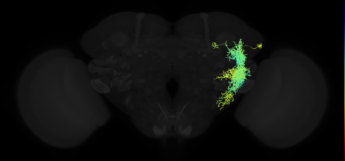 adult anterior ventrolateral protocerebrum neuron 086