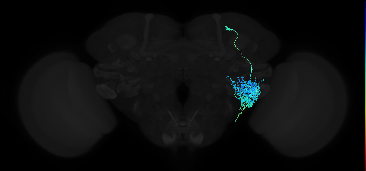 adult anterior ventrolateral protocerebrum neuron 087