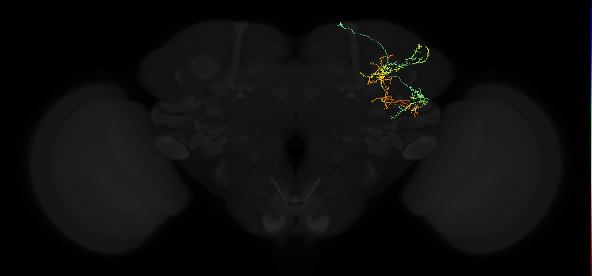 adult anterior ventrolateral protocerebrum neuron 089