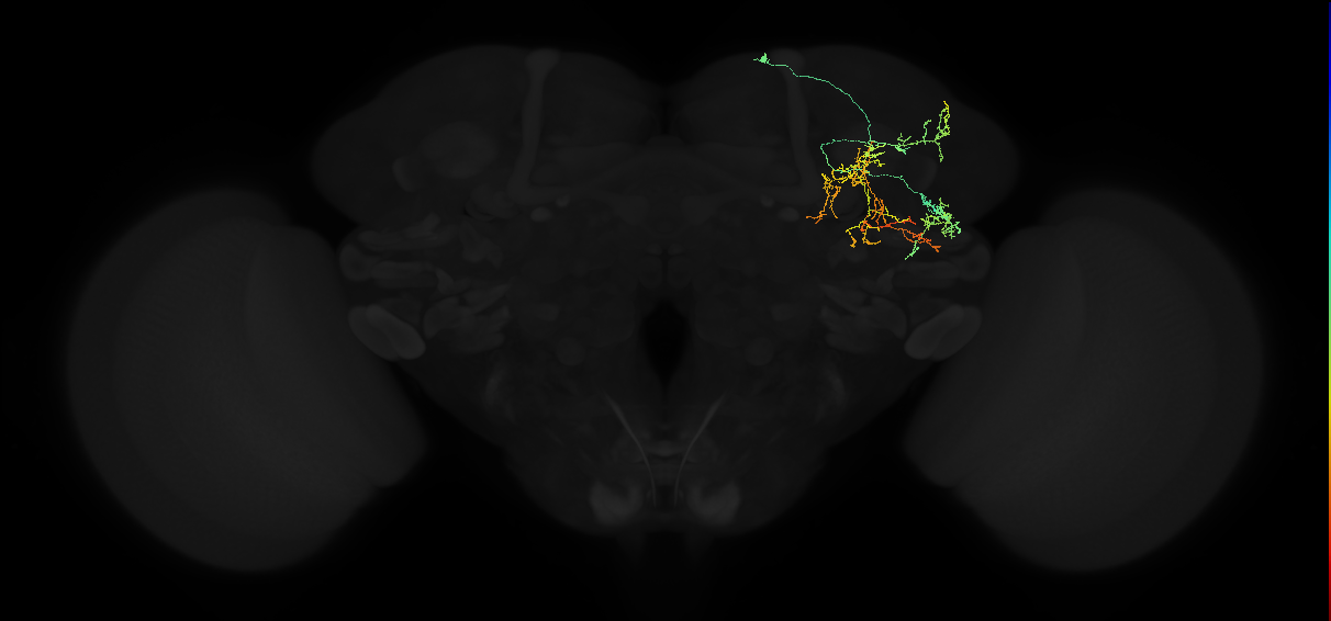 adult anterior ventrolateral protocerebrum neuron 089