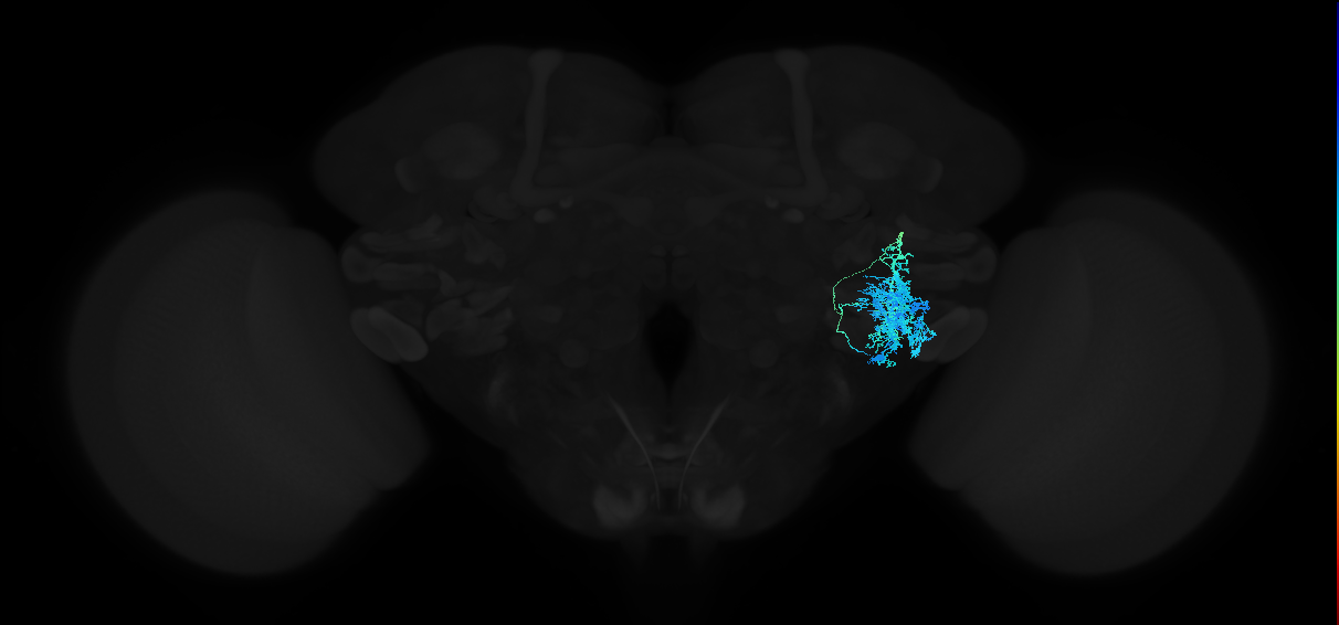 adult anterior ventrolateral protocerebrum neuron 090