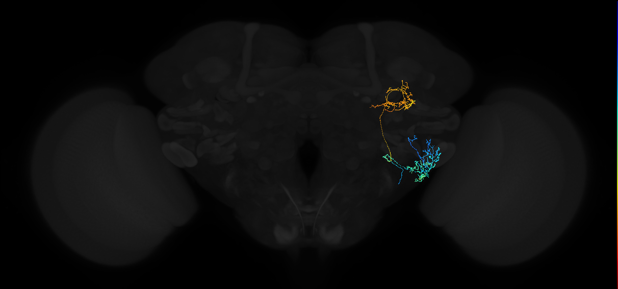 adult anterior ventrolateral protocerebrum neuron 091
