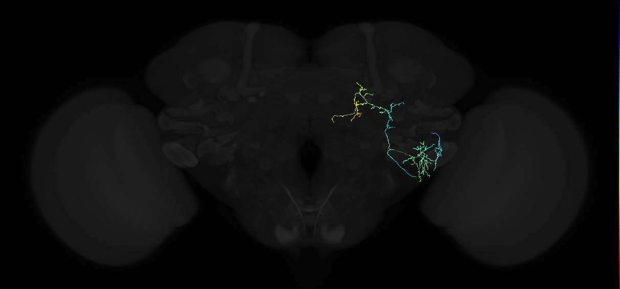 adult anterior ventrolateral protocerebrum neuron 092