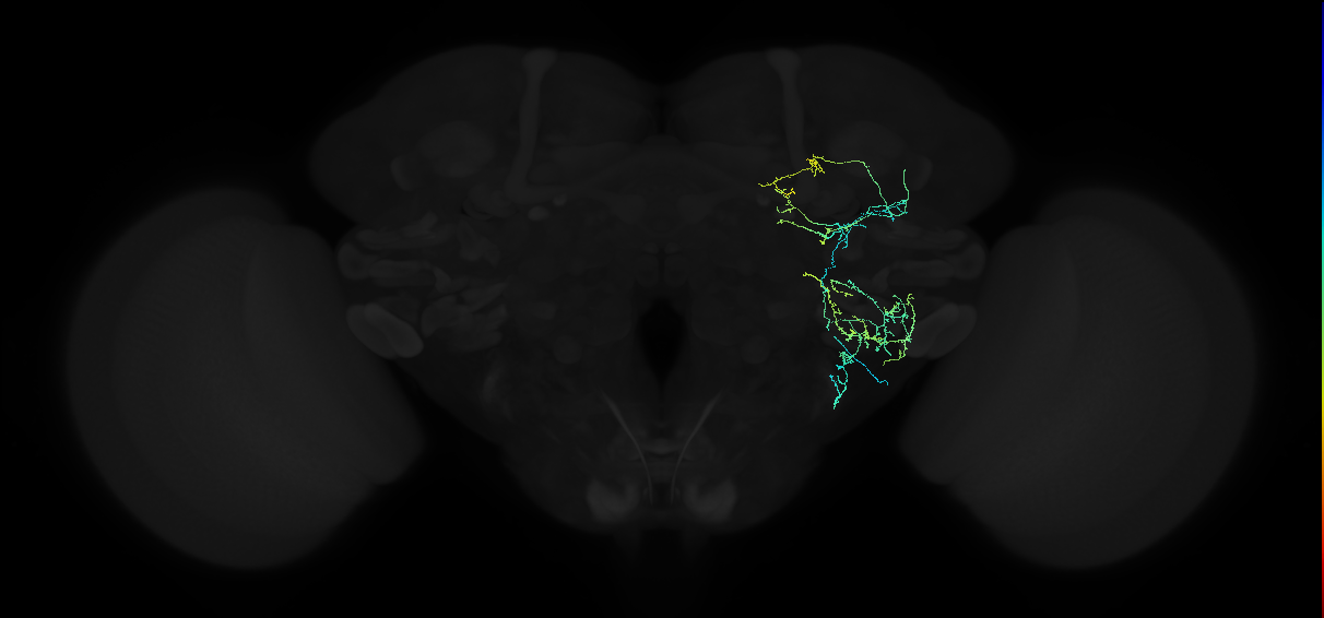 adult anterior ventrolateral protocerebrum neuron 093
