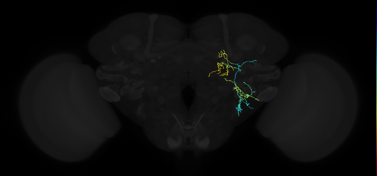 adult anterior ventrolateral protocerebrum neuron 094