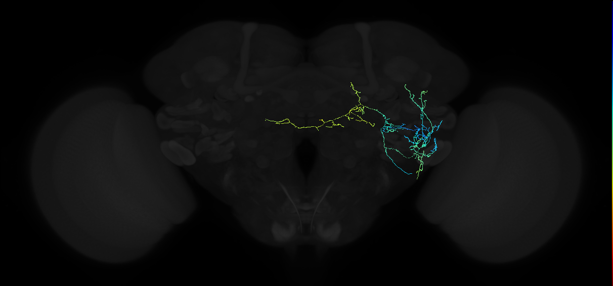 adult anterior ventrolateral protocerebrum neuron 095