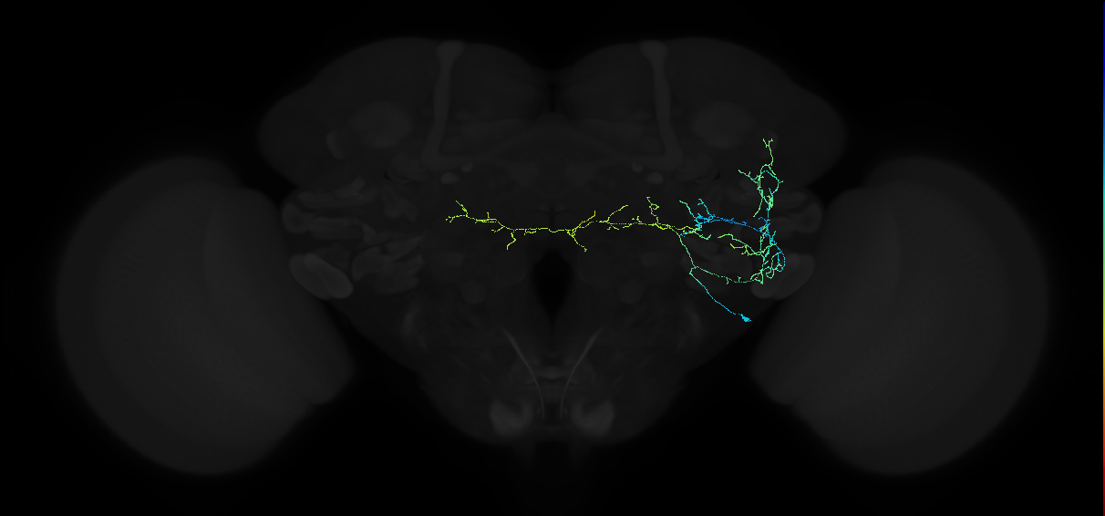 adult anterior ventrolateral protocerebrum neuron 096