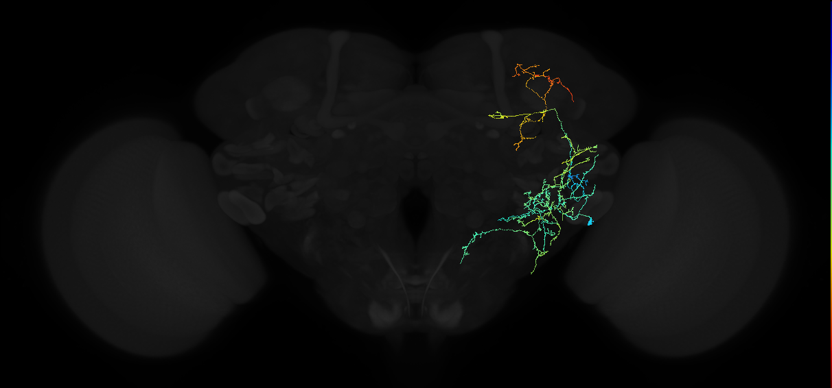 adult anterior ventrolateral protocerebrum neuron 097