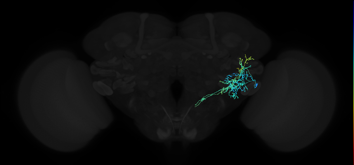 adult anterior ventrolateral protocerebrum neuron 101