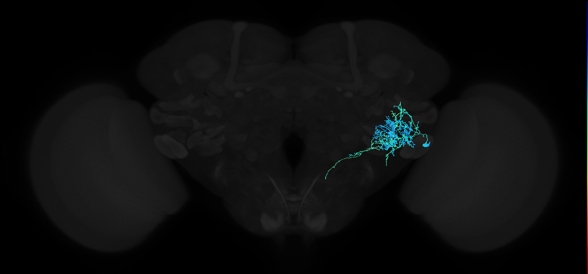 adult anterior ventrolateral protocerebrum neuron 102