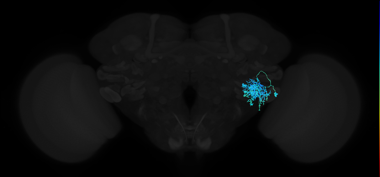 adult anterior ventrolateral protocerebrum neuron 103