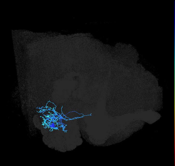 AVLP104_R (FlyEM-HB:1604694135)