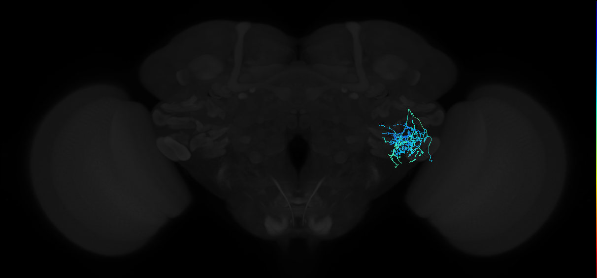 adult anterior ventrolateral protocerebrum neuron 104