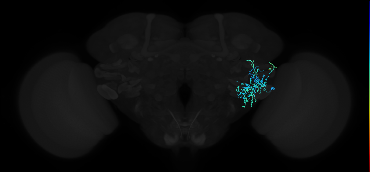 adult anterior ventrolateral protocerebrum neuron 105